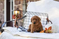 Maverick , a male Labrador Retriever for sale in Elizabethtown, PA – 3 of 6