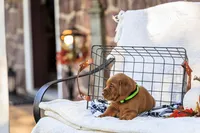 Diesel, a male Labrador Retriever for sale in Elizabethtown, PA – 5 of 5