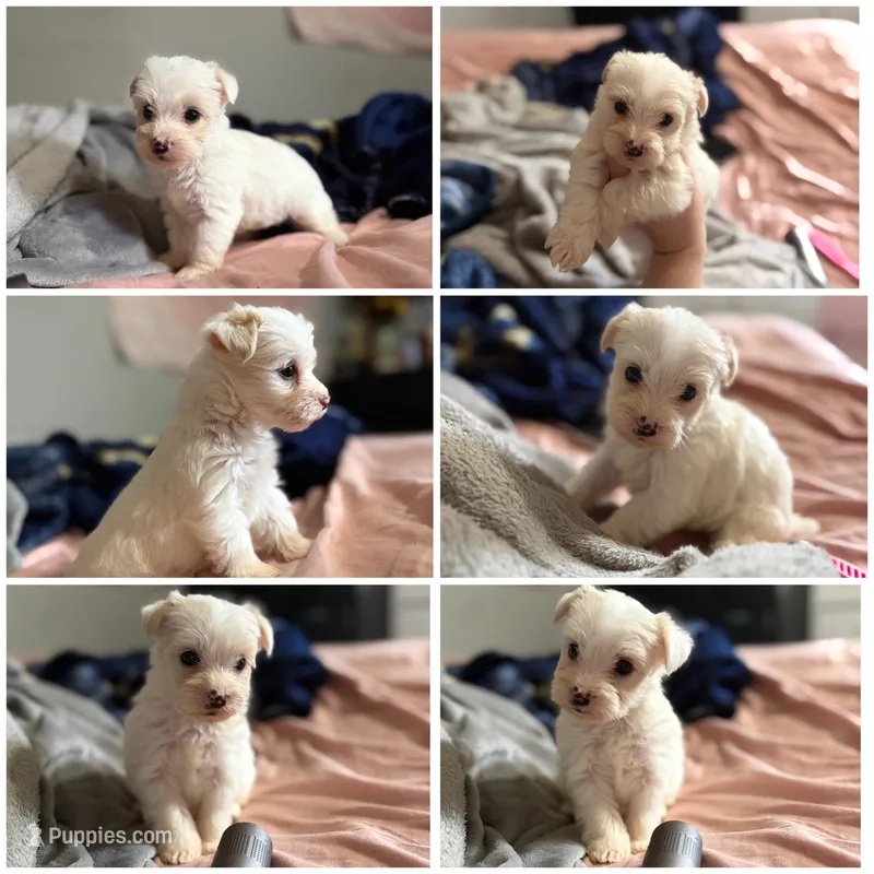 Lola – Yorkshire Terrier puppy for sale in Newton Falls, OH