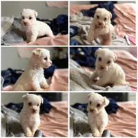 Lola, a female Yorkshire Terrier for sale in Newton Falls, OH – 1 of 2