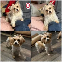Lola, a female Yorkshire Terrier for sale in Newton Falls, OH – 2 of 2