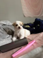 Max, a male Yorkshire Terrier for sale in Newton Falls, OH – Photo 2 of 5