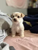 Max, a male Yorkshire Terrier for sale in Newton Falls, OH – Photo 4 of 5