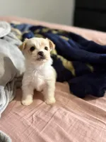 Max, a male Yorkshire Terrier for sale in Newton Falls, OH – Photo 3 of 5