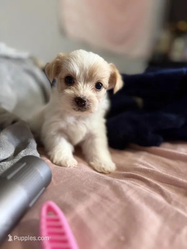 Max – Yorkshire Terrier puppy for sale in Newton Falls, OH