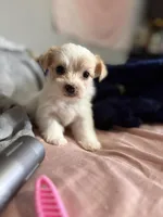 Max, a male Yorkshire Terrier for sale in Newton Falls, OH – Photo 1 of 5