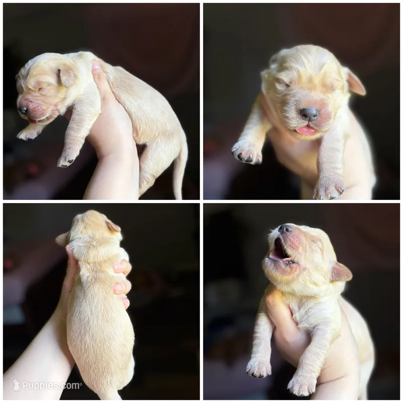 Lux  – Golden Retriever puppy on hold in Newton Falls, OH