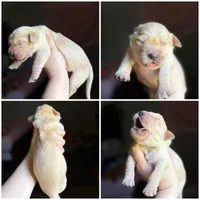 Lux , a male Golden Retriever for sale in Newton Falls, OH – 1 of 1