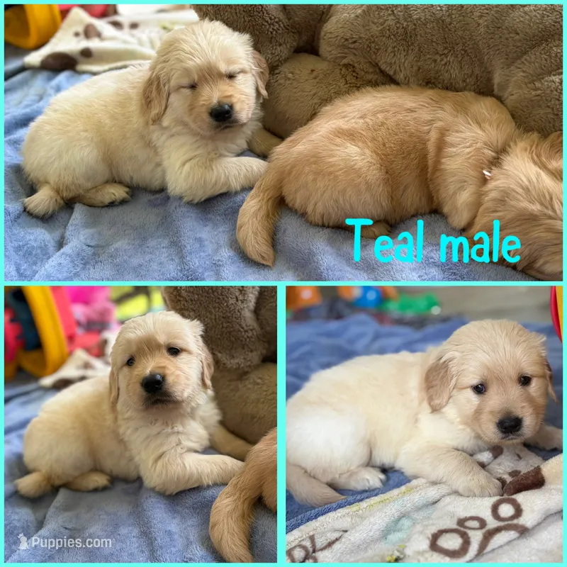 Squeaky – Golden Retriever puppy for sale in Newton Falls, OH