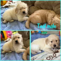 Squeaky, a male Golden Retriever for sale in Newton Falls, OH – 1 of 1