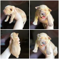 BowWow, a male Golden Retriever for sale in Newton Falls, OH – 1 of 1