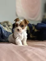 Coco , a female Yorkshire Terrier for sale in Newton Falls, OH – Photo 1 of 4