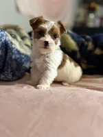 Coco , a female Yorkshire Terrier for sale in Newton Falls, OH – Photo 2 of 4