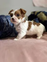 Coco , a female Yorkshire Terrier for sale in Newton Falls, OH – Photo 3 of 4