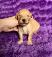 Bogo , a male Golden Retriever for sale in Newton Falls, OH – 1 of 1