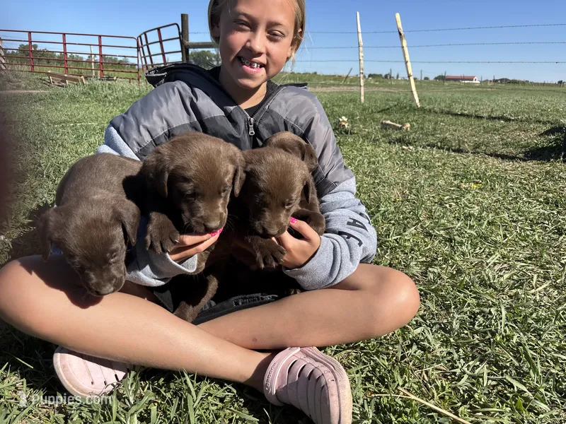 Female #3 – Labrador Retriever puppy for sale in Colorado, CO