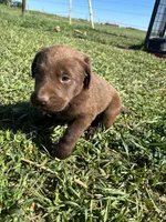 Female #4, a female Labrador Retriever for sale in Colorado, CO – 2 of 2