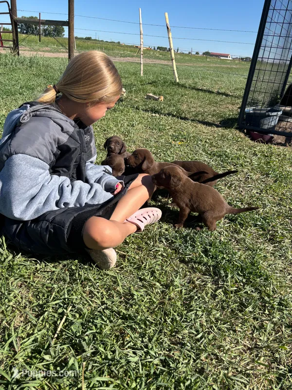 Female #5 – Labrador Retriever puppy for sale in Colorado, CO