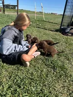 Female #5, a female Labrador Retriever for sale in Colorado, CO – 1 of 2