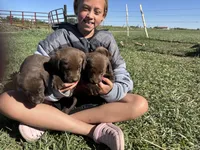 Female #3, a male Labrador Retriever for sale in Colorado, CO – 2 of 2