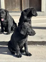 Betty, a female Labrador Retriever for sale in Colorado, CO – Photo 2 of 8