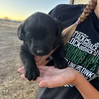 Betty, a female Labrador Retriever for sale in Colorado, CO – Photo 4 of 6