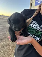 Dixie, a female Labrador Retriever for sale in Colorado, CO – Photo 4 of 4
