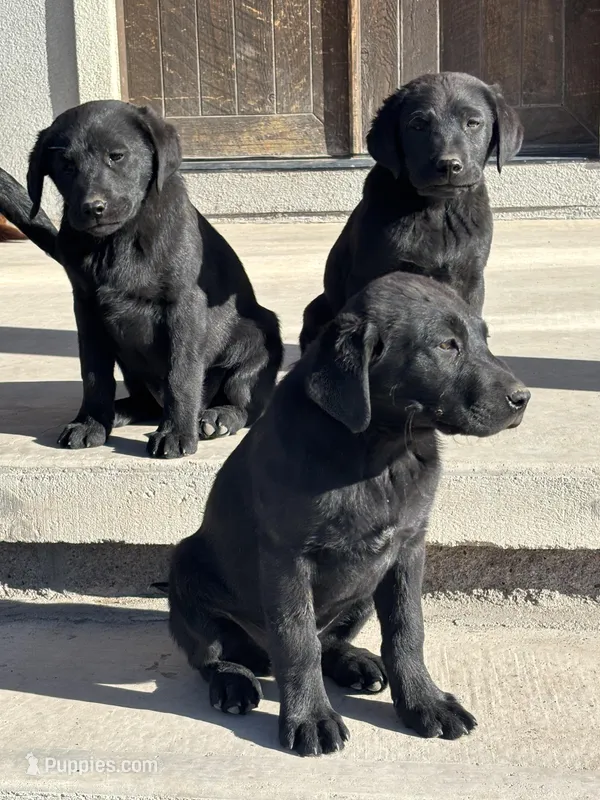 Betty – Labrador Retriever puppy for sale in Colorado, CO