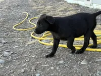 Betty, a female Labrador Retriever for sale in Colorado, CO – Photo 6 of 6