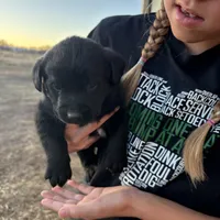 Betty, a female Labrador Retriever for sale in Colorado, CO – Photo 2 of 6