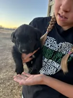 Dixie, a female Labrador Retriever for sale in Colorado, CO – Photo 2 of 4