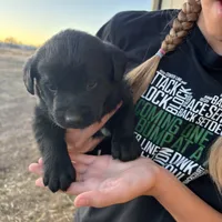 Betty, a female Labrador Retriever for sale in Colorado, CO – Photo 3 of 6