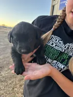 Dixie, a female Labrador Retriever for sale in Colorado, CO – Photo 3 of 4