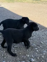 Betty, a female Labrador Retriever for sale in Colorado, CO – Photo 5 of 6