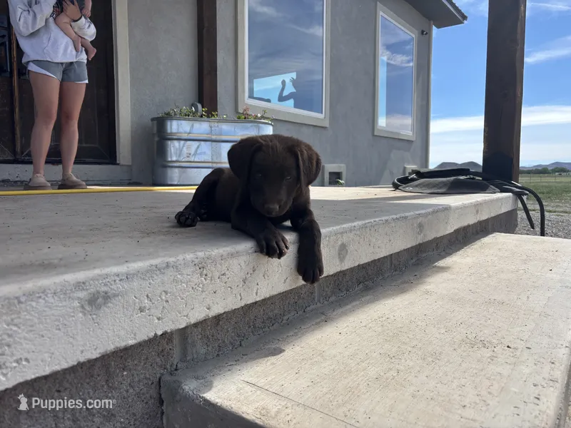 Bella – Labrador Retriever puppy for sale in Colorado, CO