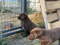 Daisy , a female Labrador Retriever for sale in Colorado, CO – 2 of 3