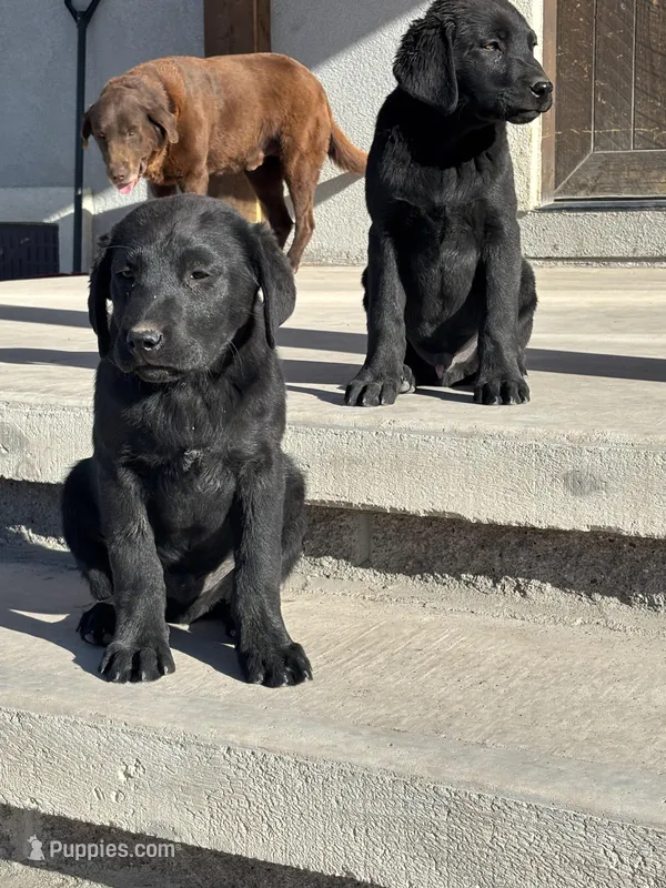 Benson – Labrador Retriever puppy for sale in Colorado, CO