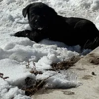 Benson, a male Labrador Retriever for sale in Colorado, CO – Photo 5 of 10