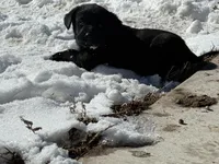 Princess, a female Labrador Retriever for sale in Colorado, CO – Photo 1 of 4