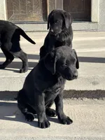 Benson, a male Labrador Retriever for sale in Colorado, CO – Photo 2 of 10