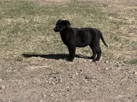 Benson, a male Labrador Retriever for sale in Colorado, CO – Photo 10 of 10