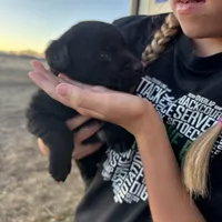 Benson, a male Labrador Retriever for sale in Colorado, CO – Photo 8 of 10