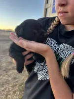 Princess, a female Labrador Retriever for sale in Colorado, CO – Photo 3 of 4