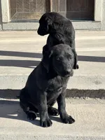 Benson, a male Labrador Retriever for sale in Colorado, CO – Photo 6 of 10