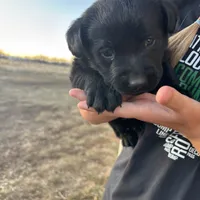 Benson, a male Labrador Retriever for sale in Colorado, CO – Photo 9 of 10