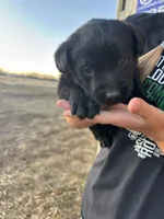 Princess, a female Labrador Retriever for sale in Colorado, CO – Photo 4 of 4