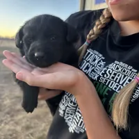 Benson, a male Labrador Retriever for sale in Colorado, CO – Photo 7 of 10