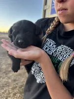 Princess, a female Labrador Retriever for sale in Colorado, CO – Photo 2 of 4