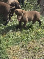 Dixie, a female Labrador Retriever for sale in Colorado, CO – 4 of 5