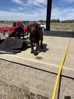 Princess, a female Labrador Retriever for sale in Colorado, CO – 4 of 4